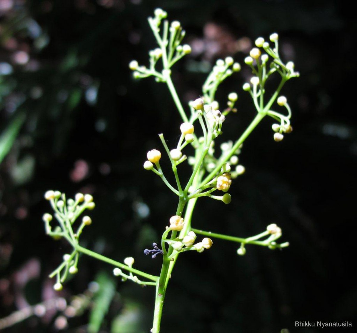 Diploclisia glaucescens (Blume) Diels